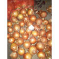 Frische gelbe Zwiebel zum Indonesien-Markt